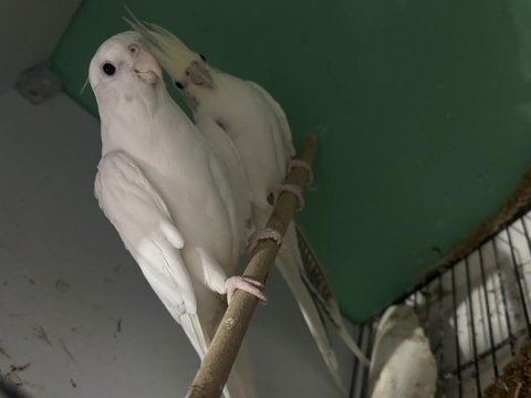 11 aylık clear pied sultan papağanı