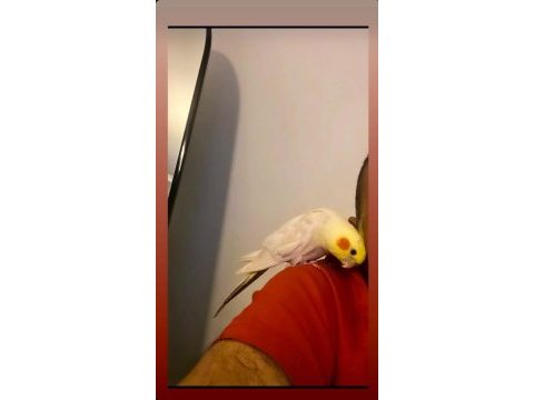 Konuşan lutino sultan papağanı