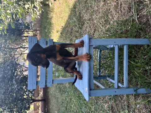 King doberman yavrularimiz