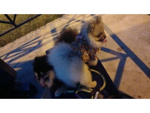 Pomeranian boo 9 aylık