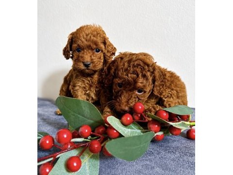Poodle bebekleri