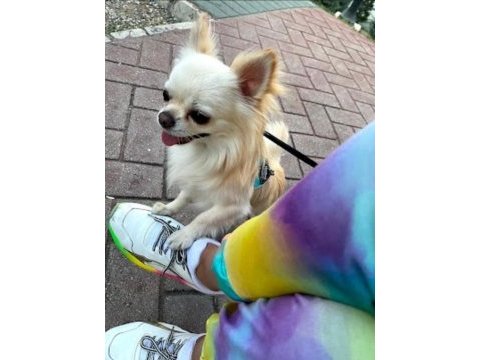 Chihuahua şivava evlatlarım yeni yuvasını arıyor