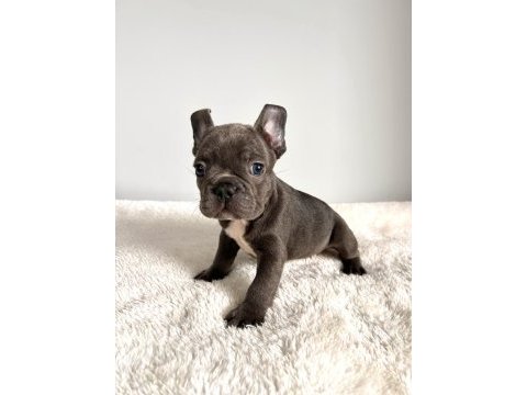 Renkli gözlü ırk garantili yavrularım french bulldog