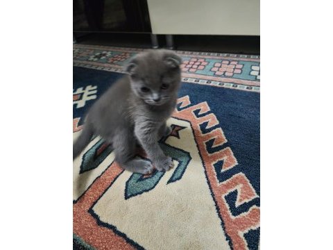 Scottish fold kedimiz