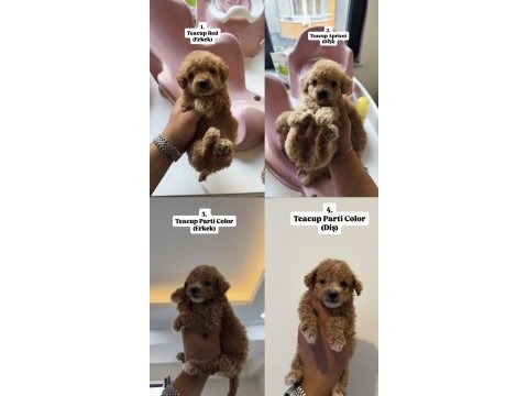 Micro poodle 