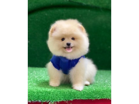 Pomeranian boo beneklerimiz