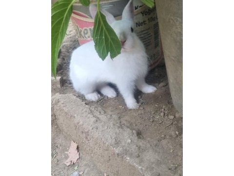 Yavru renk cücesi tavşan