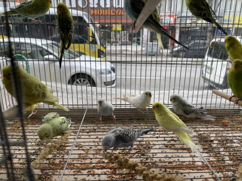 Yavru muhabbet kuşları her renk mevcut