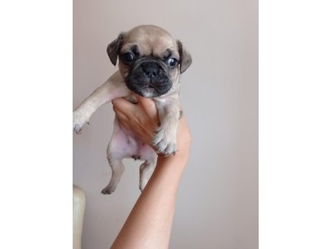 Fransız bulldog bebekler