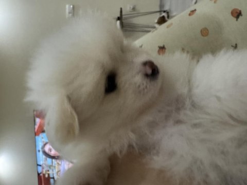 3 beyaz pomeranian boo 2 maskeli