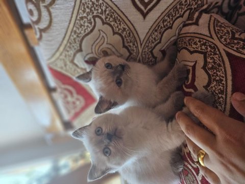 Güzel sevimli ev kedisi cins eğitimi tam
