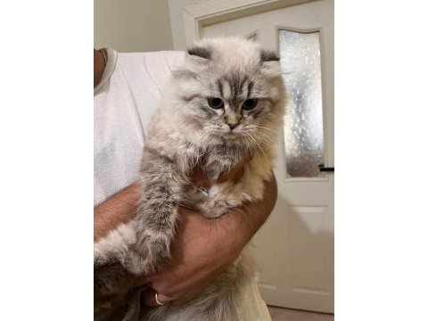 Blue point longhair 7 aylık kedimiz