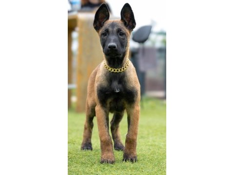 Fcı/kıf şecereli şampiyon kan hattı malinois yavrular