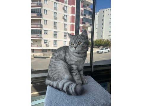 Oyuncu bebek 5 aylık dişi british shorthair
