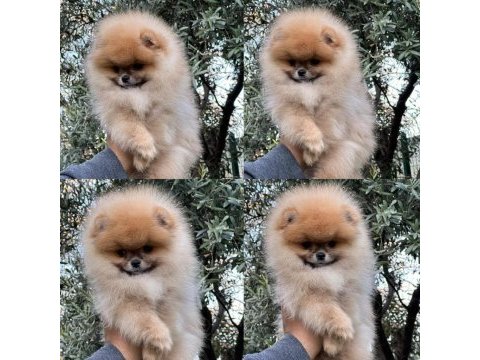 Mersin pomeranian yavru ve sağlıklı köpekler