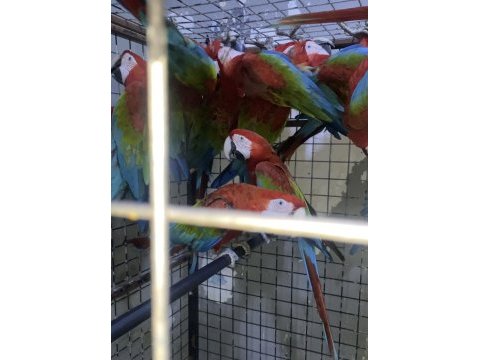 Mavi macaw papağanı eğitime açık