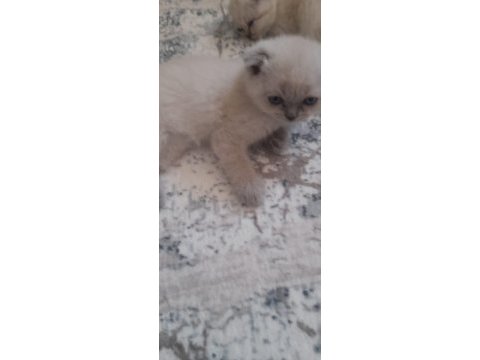 Son 2 yavru scottish fold erkek