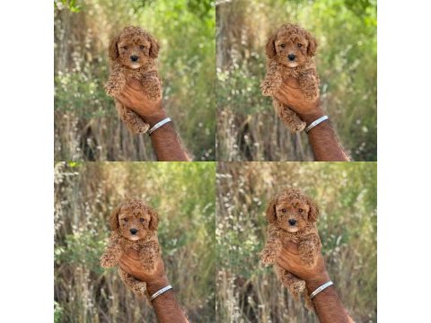 Yavru köpekler toy poodle
