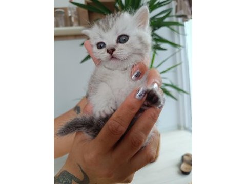 Silver blue point güzeller güzeli british longhair yavrular
