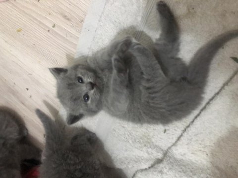 Dişi tombul scottish fold beybilerim