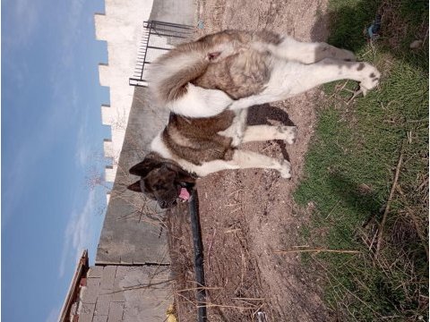 Amerikan akita yetişkin 1 erkek ve 1 dişi
