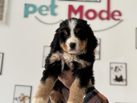 Petmode köpek çiftliğinden bernese yavrumuz