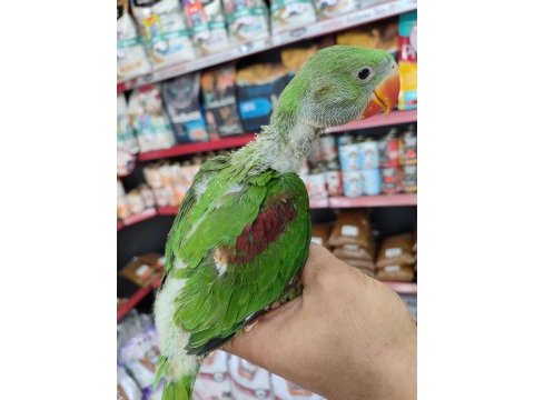 El besleme alexander bebekler