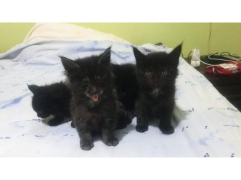 Maine coon black solid dişi ve erkek