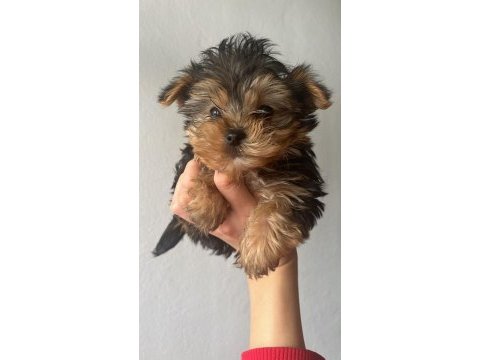 Yorkshire terrier