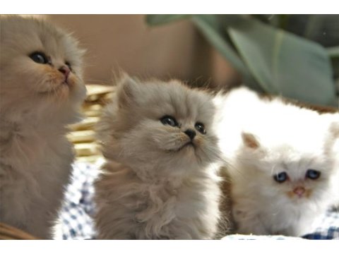 Secereli anne babanın british longhair yavruları