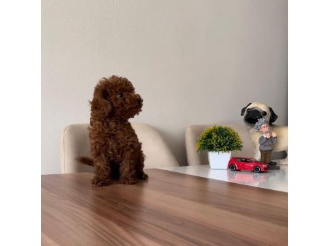 Üst kalite toy poodle yavrularımız