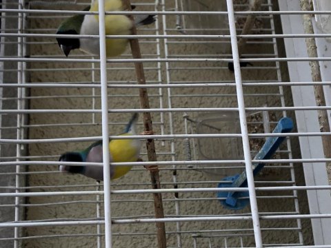 İspinoz finch