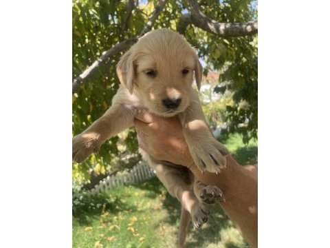 Safkan golden retriever yavrularımız