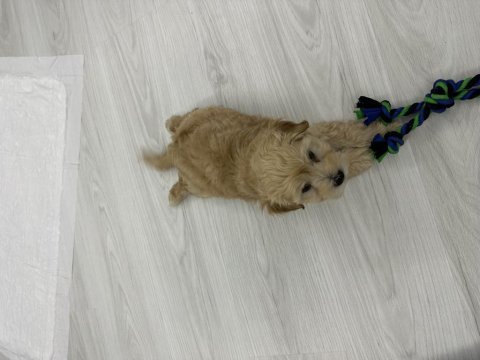 6 aylık apricot maltipoo