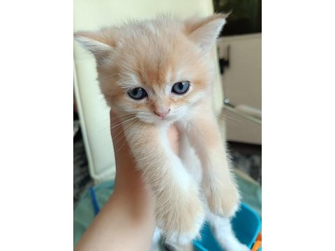 Safkan british shorthair bebeklerimiz