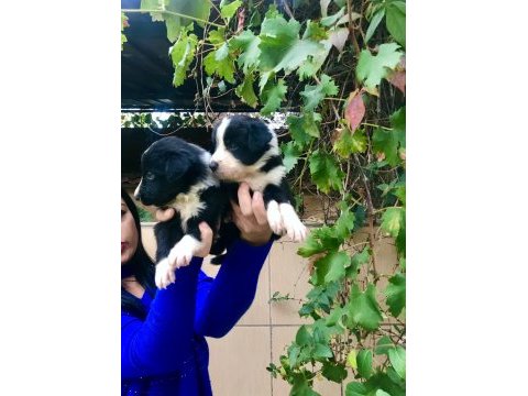 Zeka küpü border collie yavrularım