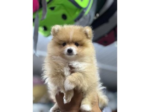 Uygun pomeranian arayanlara