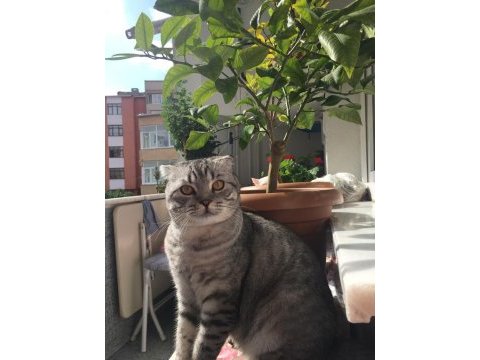 Scottish fold kedimiz yeni sahiplerini bekliyor