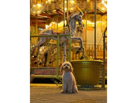4 aylık golden doodle eğitimli uysal