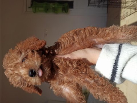 Yavru 2 aylık red brown toy poodle cinsi dişi bihter