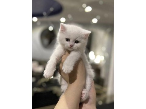 Teslime hazır brıtısh shorthair yavrularım 