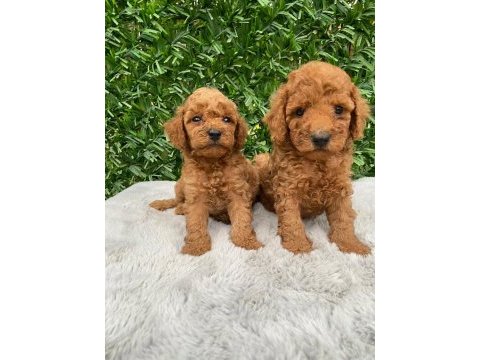 Toy poodle bebekler