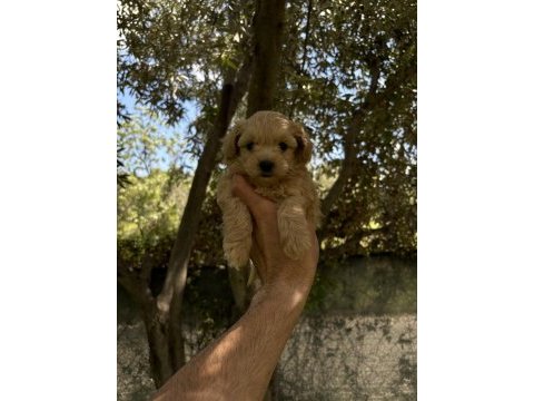 Maltipoo kore kan f2 dünya tatlısı bebekler