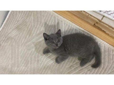 Uyguna temiz ev ortamında british shorthair