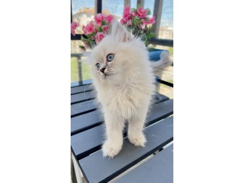 Evinizin yeni yıldızı british longhair