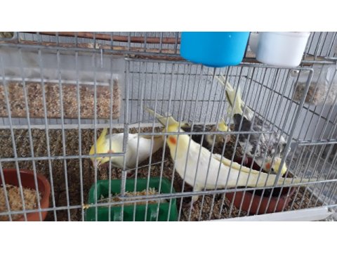 Balıkesir bigadiç sultan papağanı