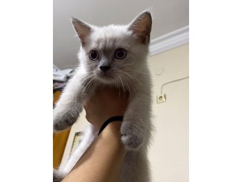 British shorthair