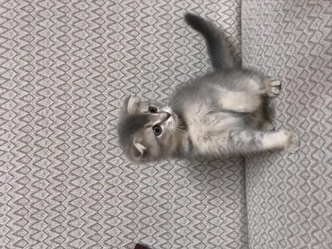 Top kafa scottish fold 2 aylık kardeşler
