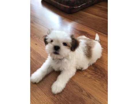Çok tatlı shih tzu