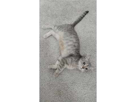 British shorthair silver 2 yaşında